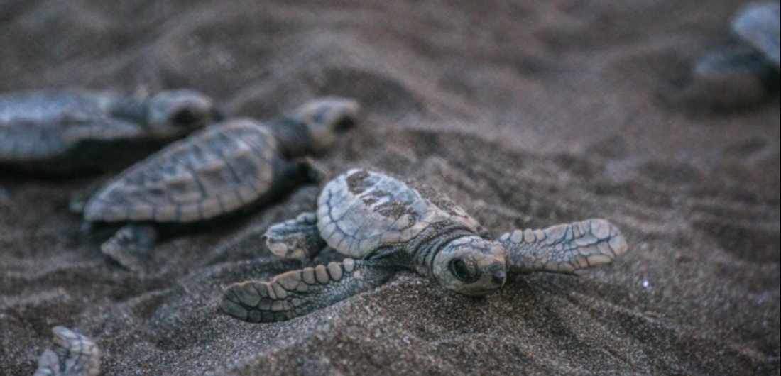 Velas Turtle Festival 2022 from Mumbai Tickets Mumbai April 8 to
