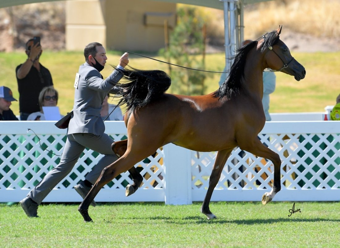 Arabian Breeders World Cup WestWorld Of Scottsdale March 31 To April 3