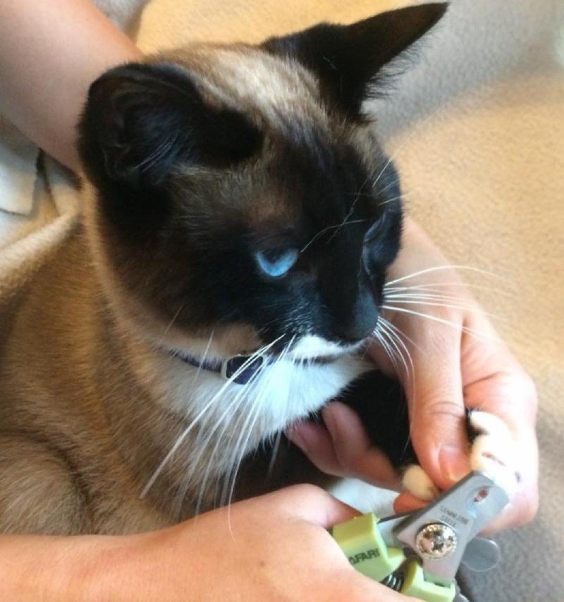 Feline Rescue Cat Claw Clipping Clinic Woodbury Chuck & Dons Chuck