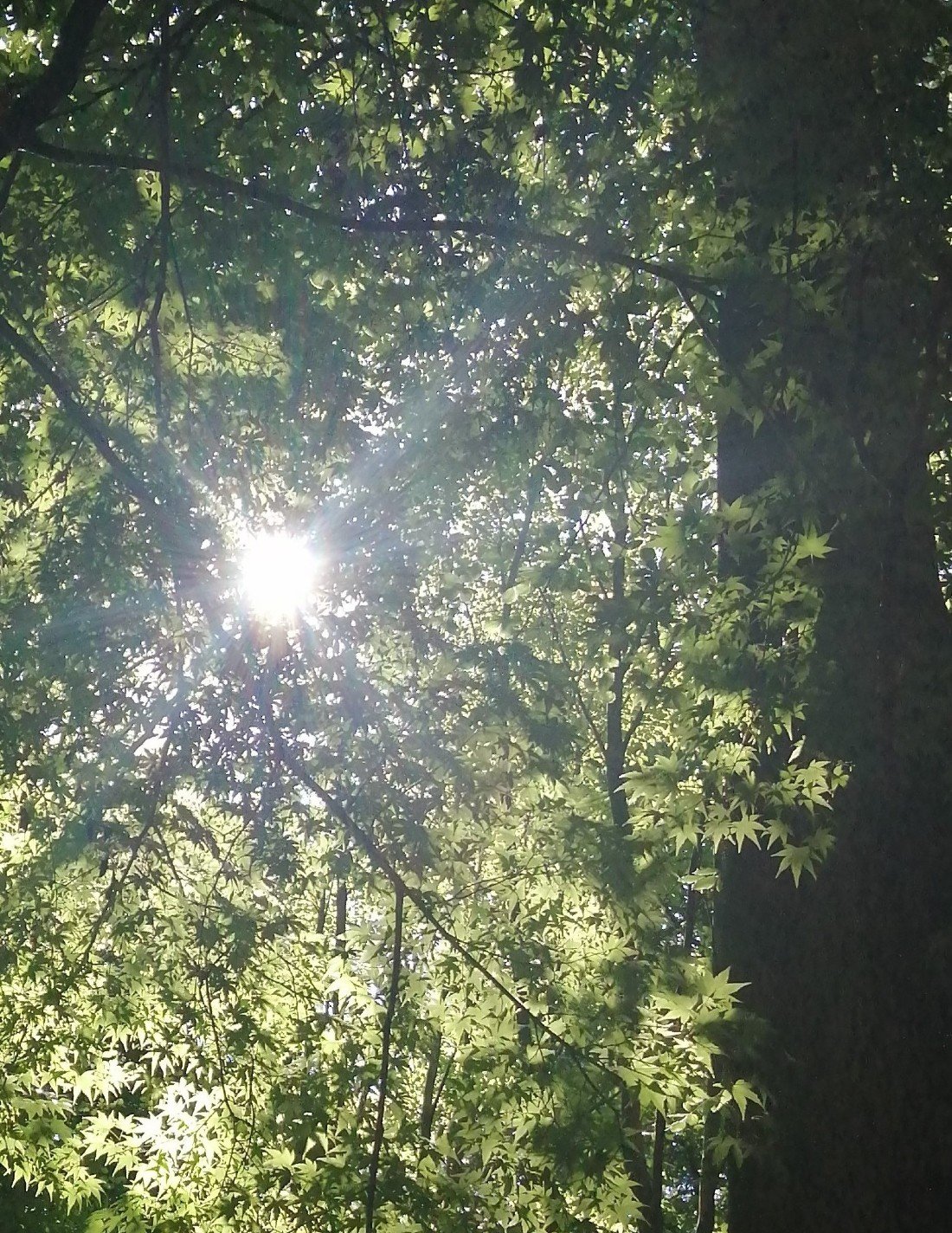 Peace in the Park Forest Bathing and Nature Spirit Tickets Coombe