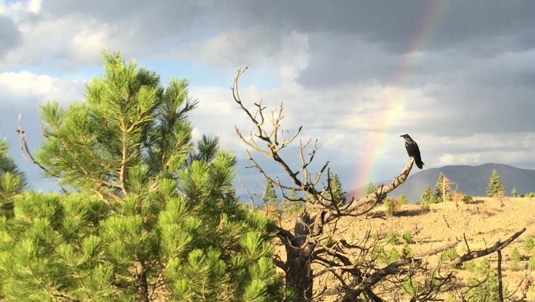 TRU Bird Photo Contst