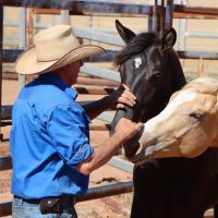 Horses with Pete Webber