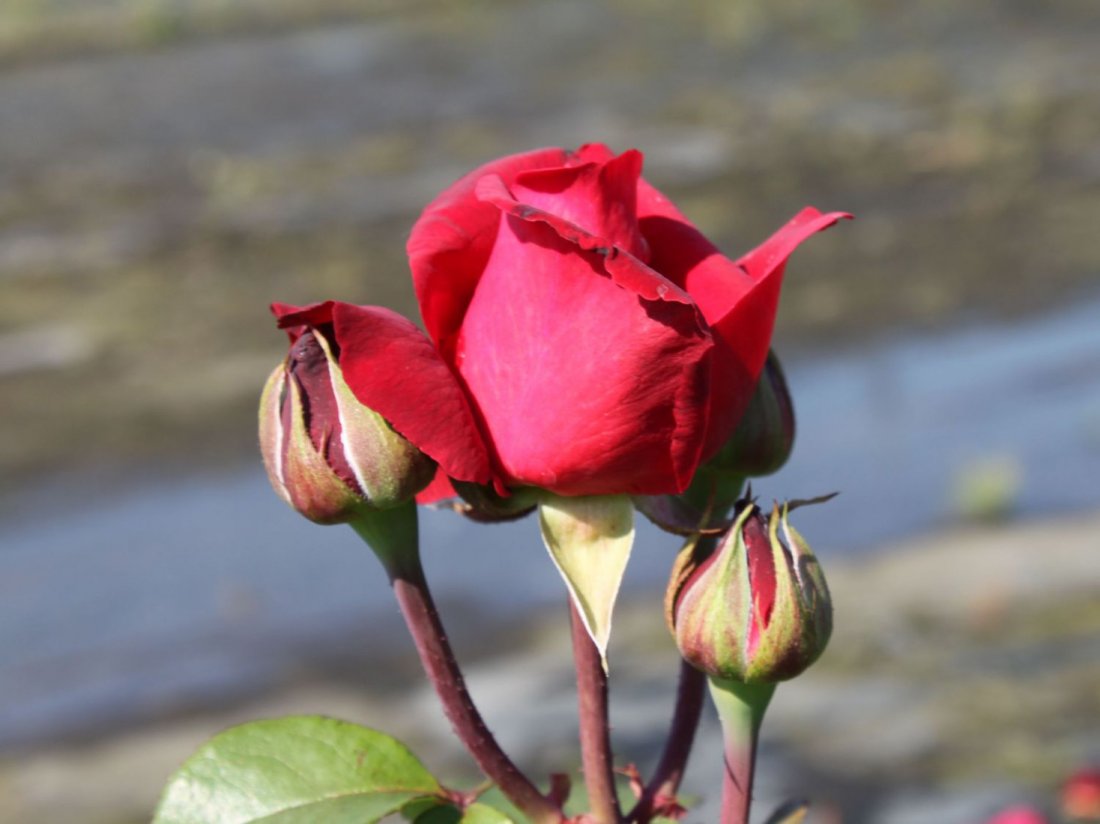 Rituel d'amour puissant avec photo