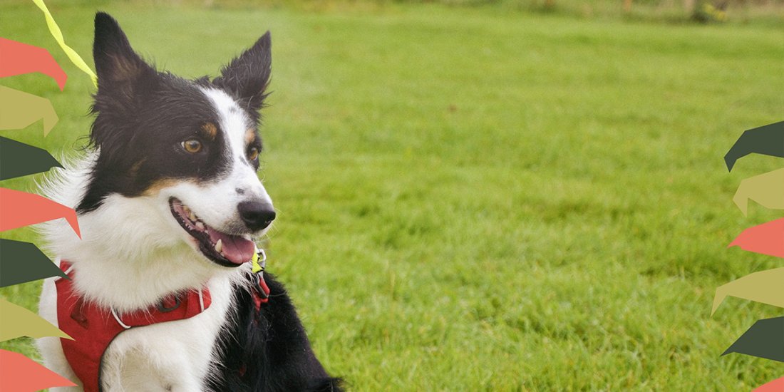 Country Fayre at Old Down Country Park