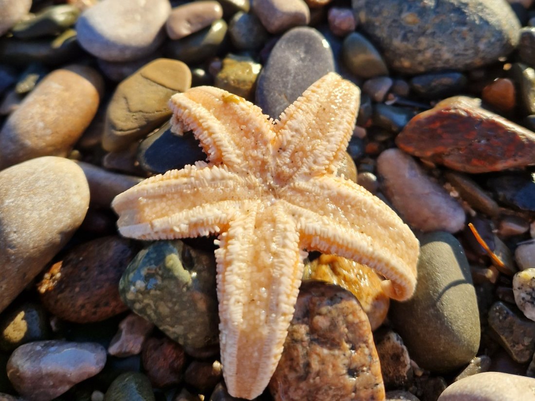 Sunset Beach Walk & Brew