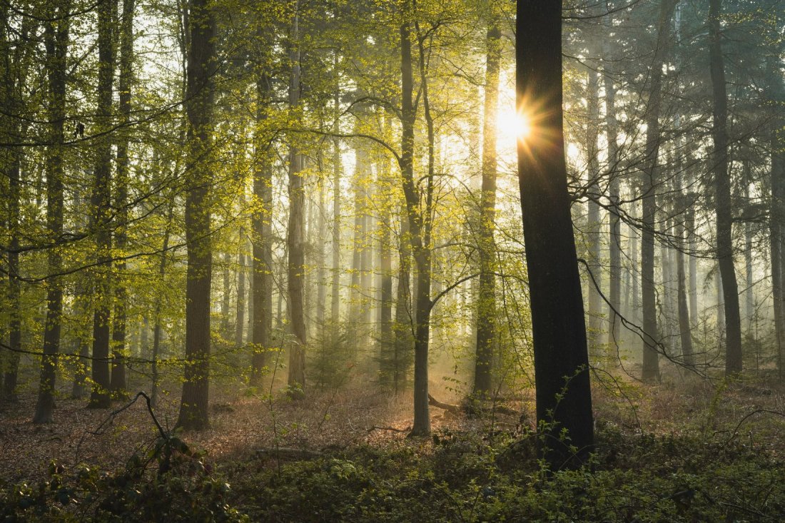 Refresh & Recharge with Forest Bathing at Wolford Wood, Moreton-in-Marsh