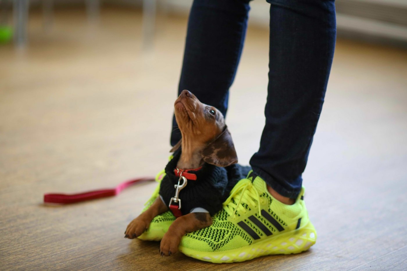 Puppy Training School SW1 Saturdays from 16th August 11.15am