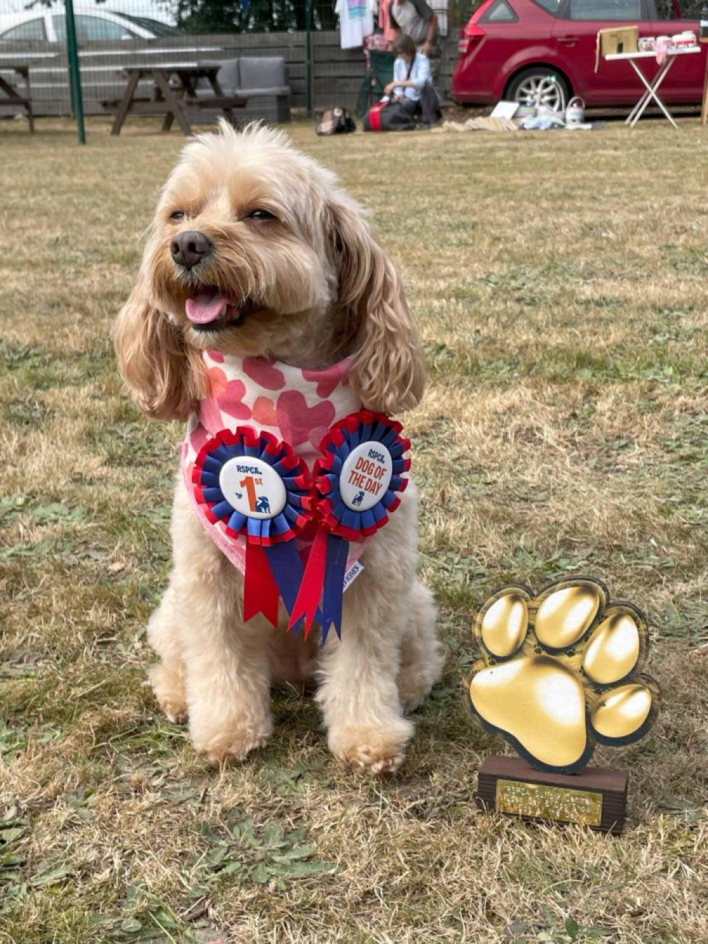 RSPCA Open Day & Fun Dog Show 2025