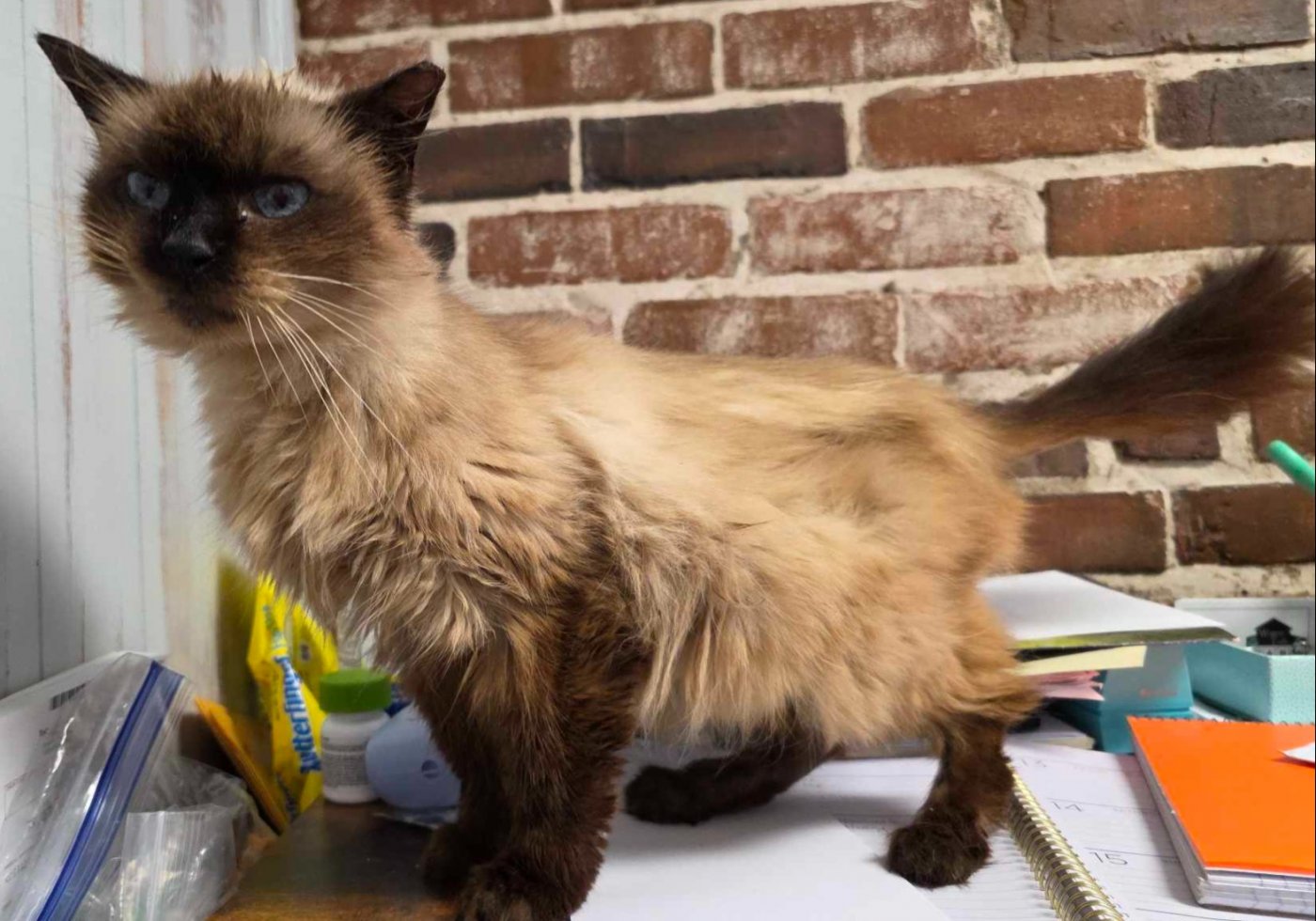 Petsense Fall Adopt-A-Thon