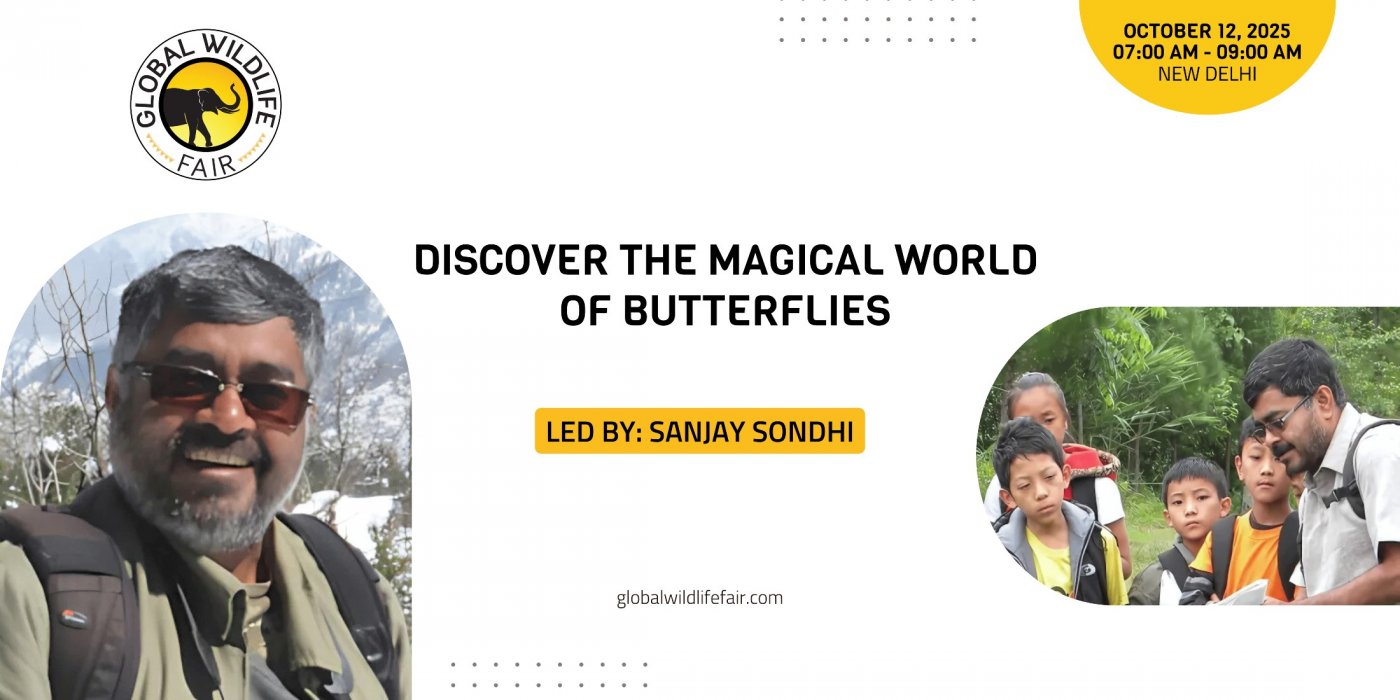 Discover the Magical World of Butterflies