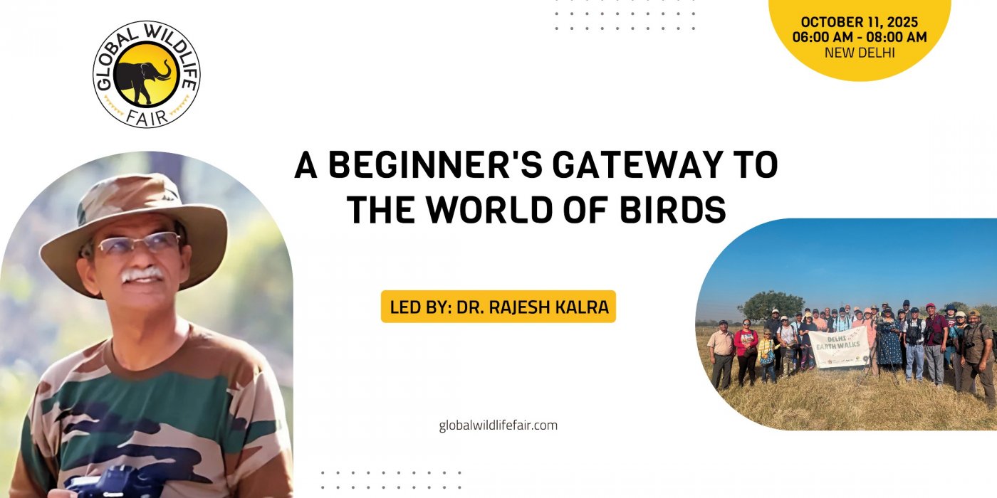 Birding Basics: A Beginner's Gateway to the World of Birds