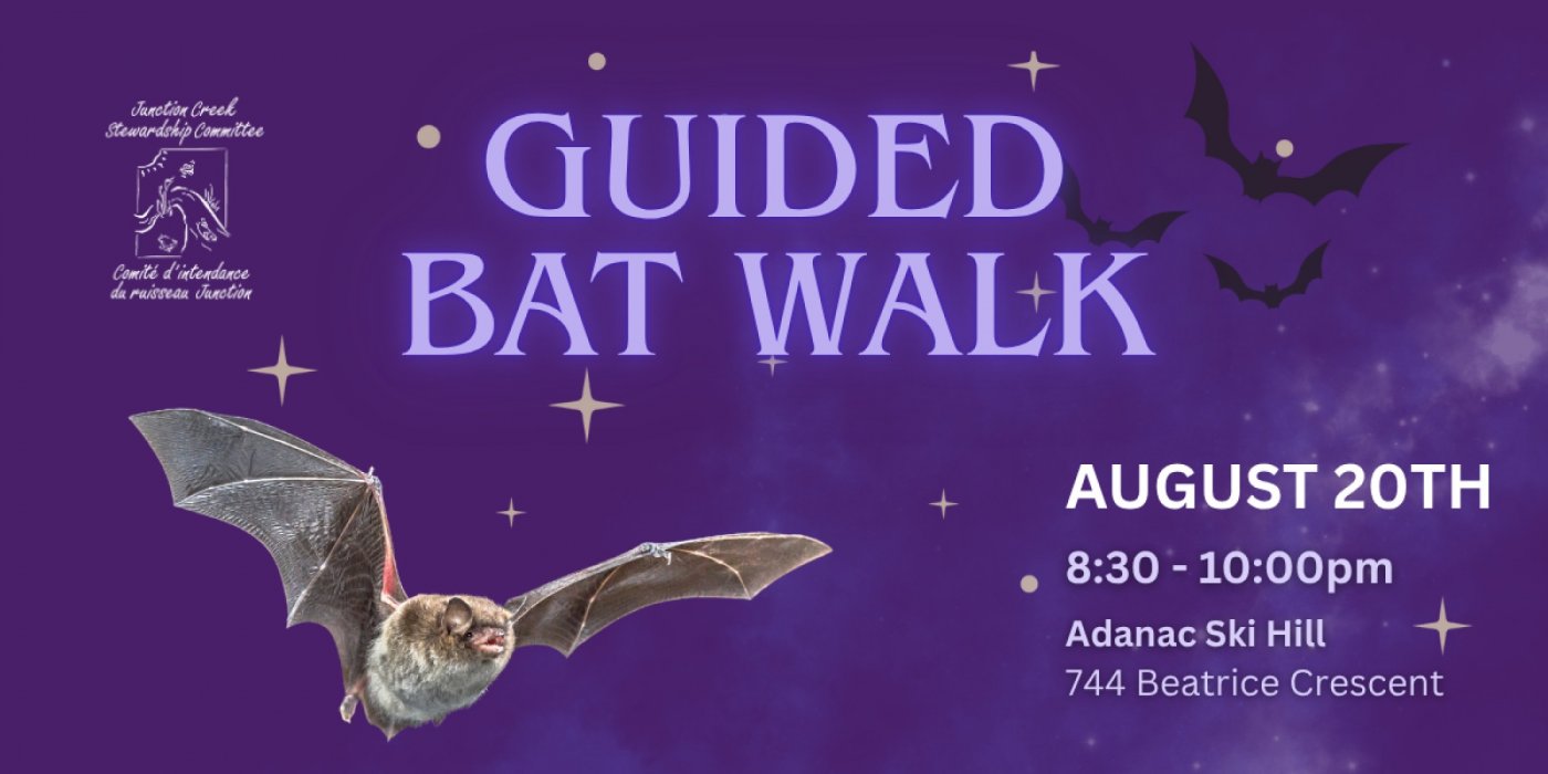 Guided Bat Walk
