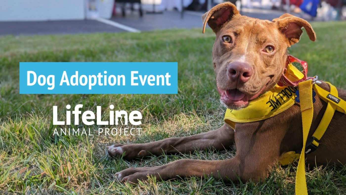 Cooldown Running Club Dog Adoption Event