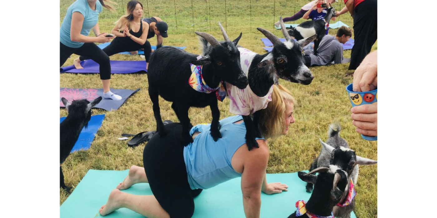 Goat Yoga at Goat Farm Coffee House Forney, TX