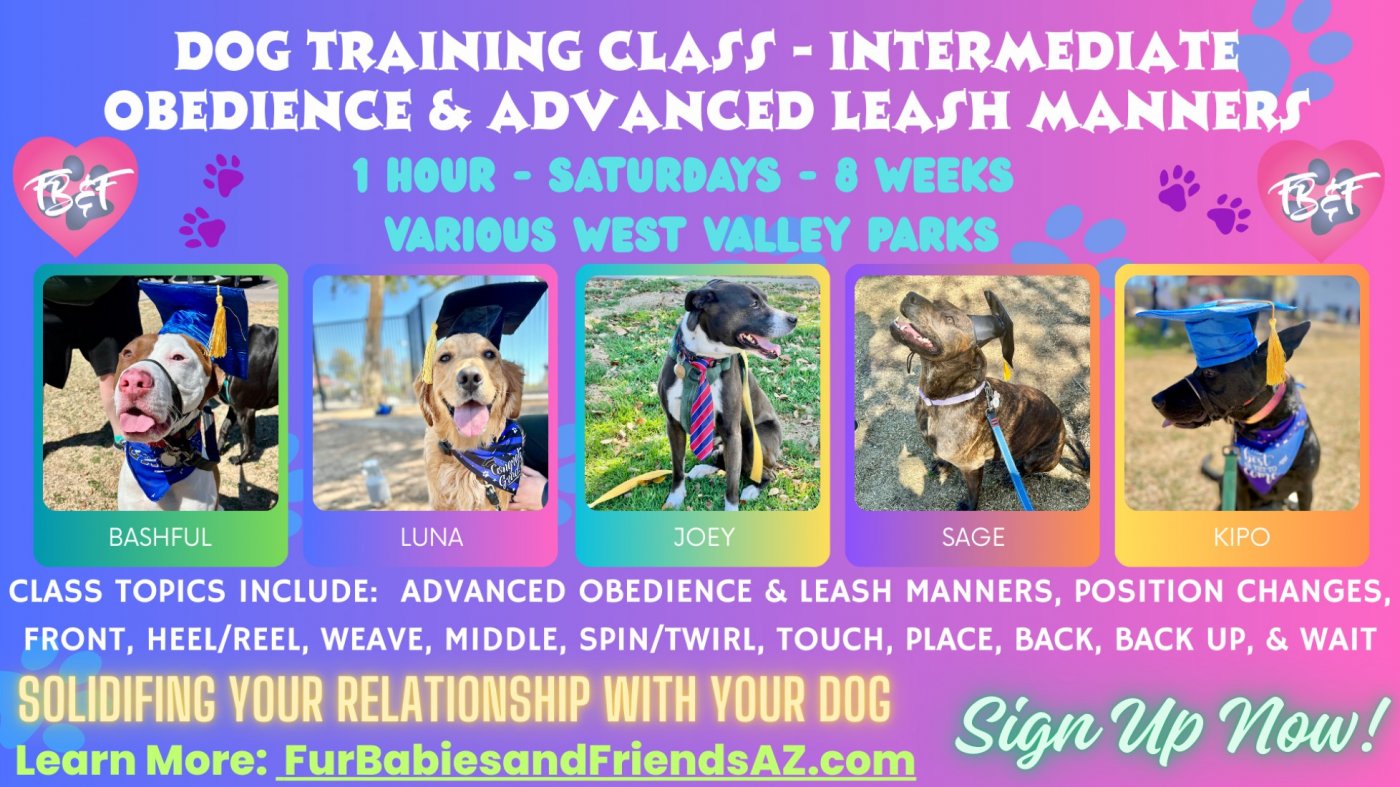 Dog Training Intermediate Obedience & Leash Manners Group Class - 8 Weeks - $350