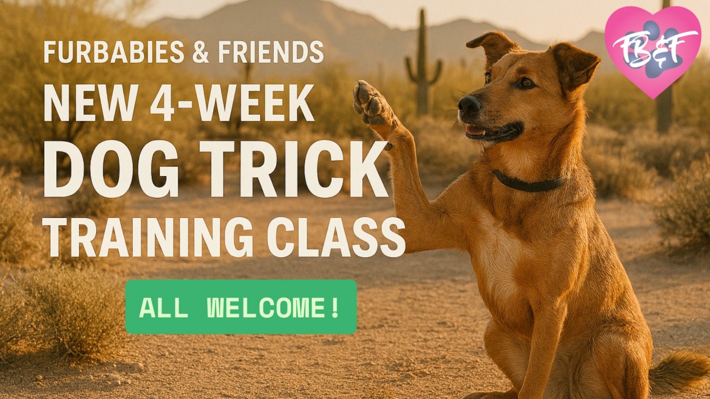 Dog Training Group Class for Beginner Dog Tricks - 4 Weeks - $150