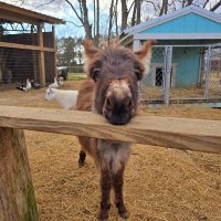 The BarnYard in Pace