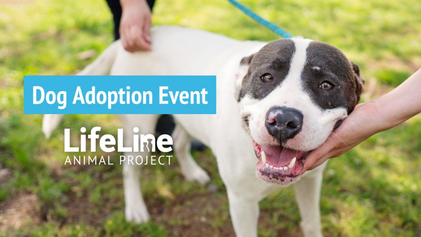 Leashes & Lattes Adoption Event