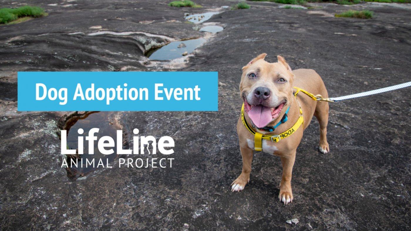 Lickers and Whines Dog Adoption Event