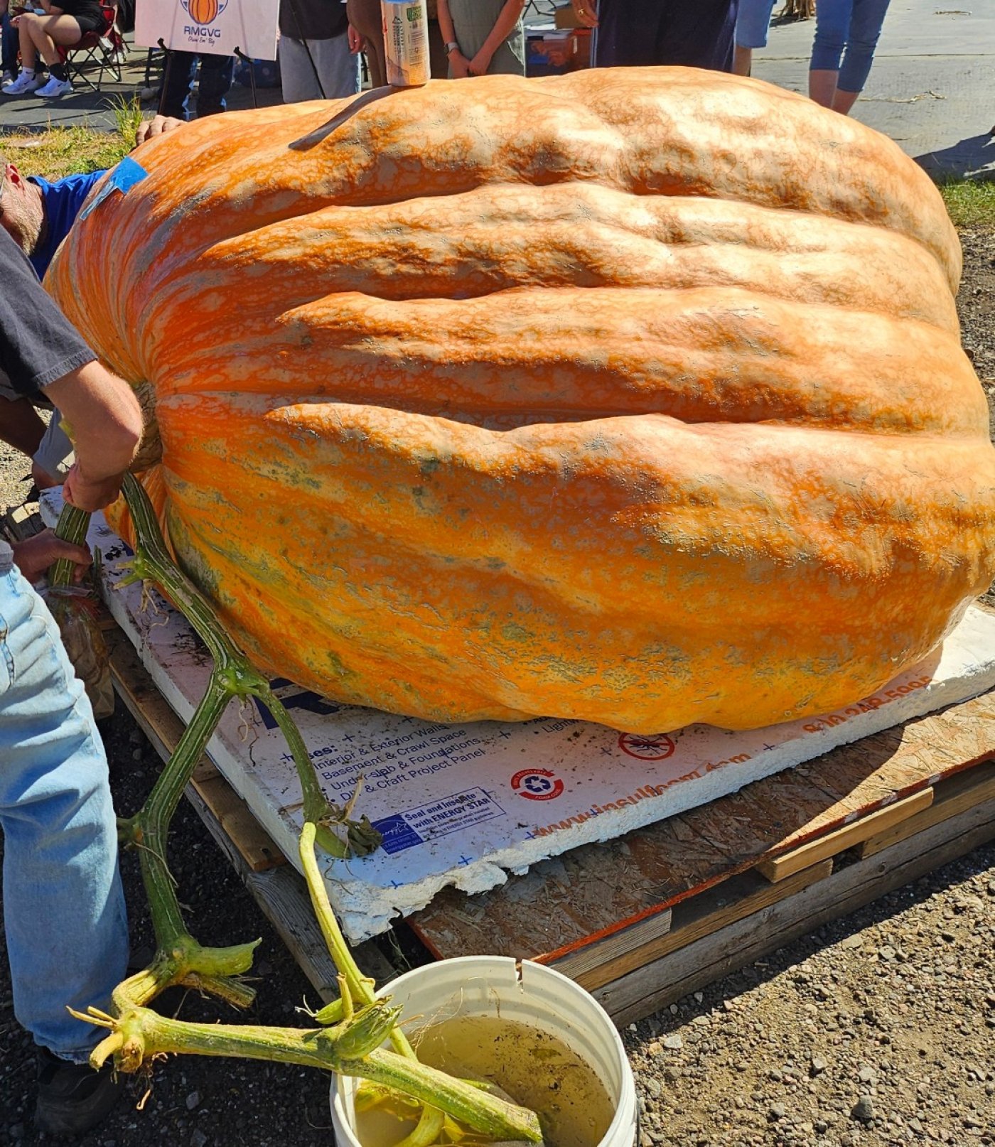 Jared's 20th Annual Giant Pumpkin Festival