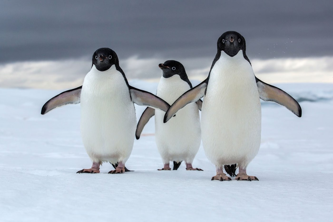 National Geographic LIVE with Dr. Heather Lynch- Penguins of Antarctica