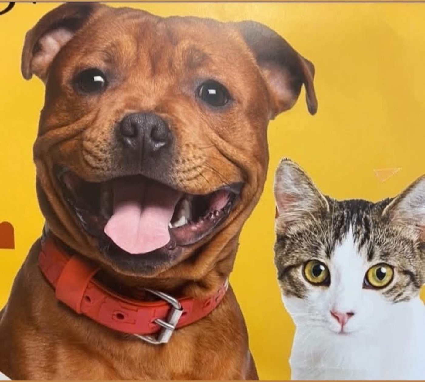 Petsense Fall Adopt-A-Thon