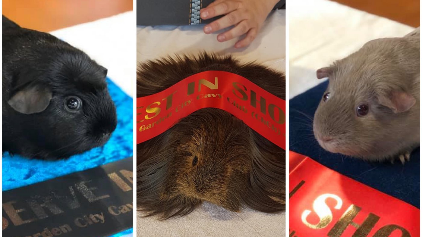 Spring Guinea Pig Show