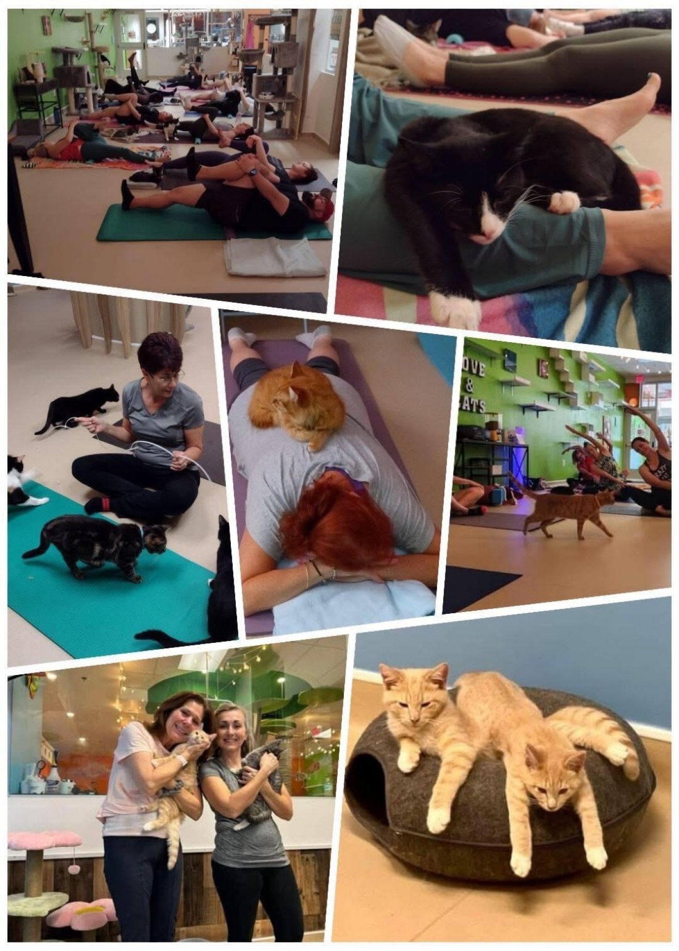 Yoga with Cats ~ Purrs, Poses, and Pillows