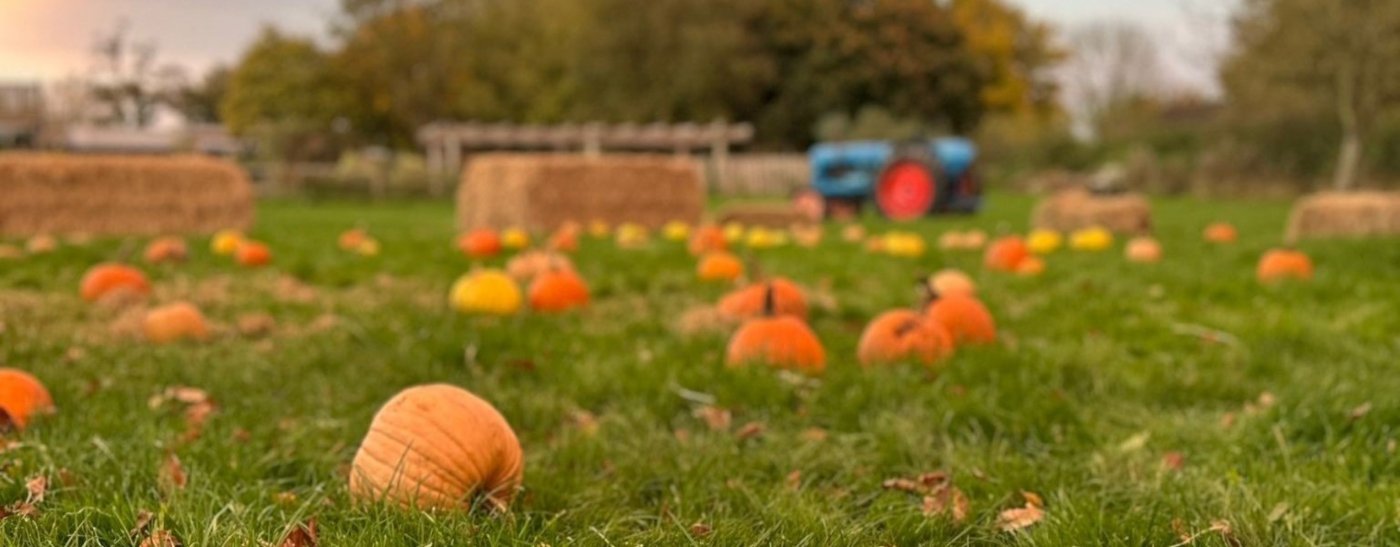 Pumpkins in the Paddock