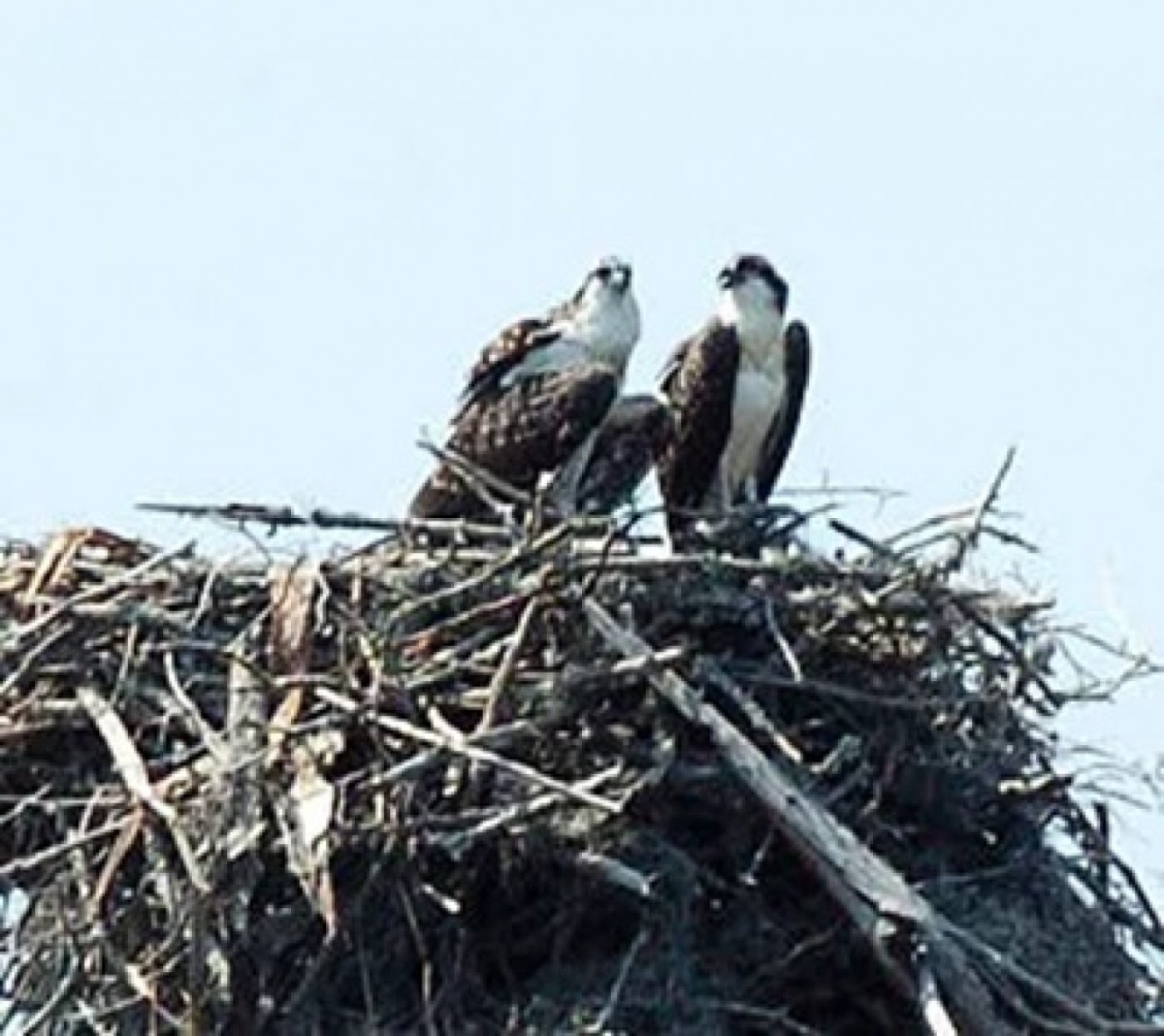 Breakfast with the Birds with Jill Peleuses