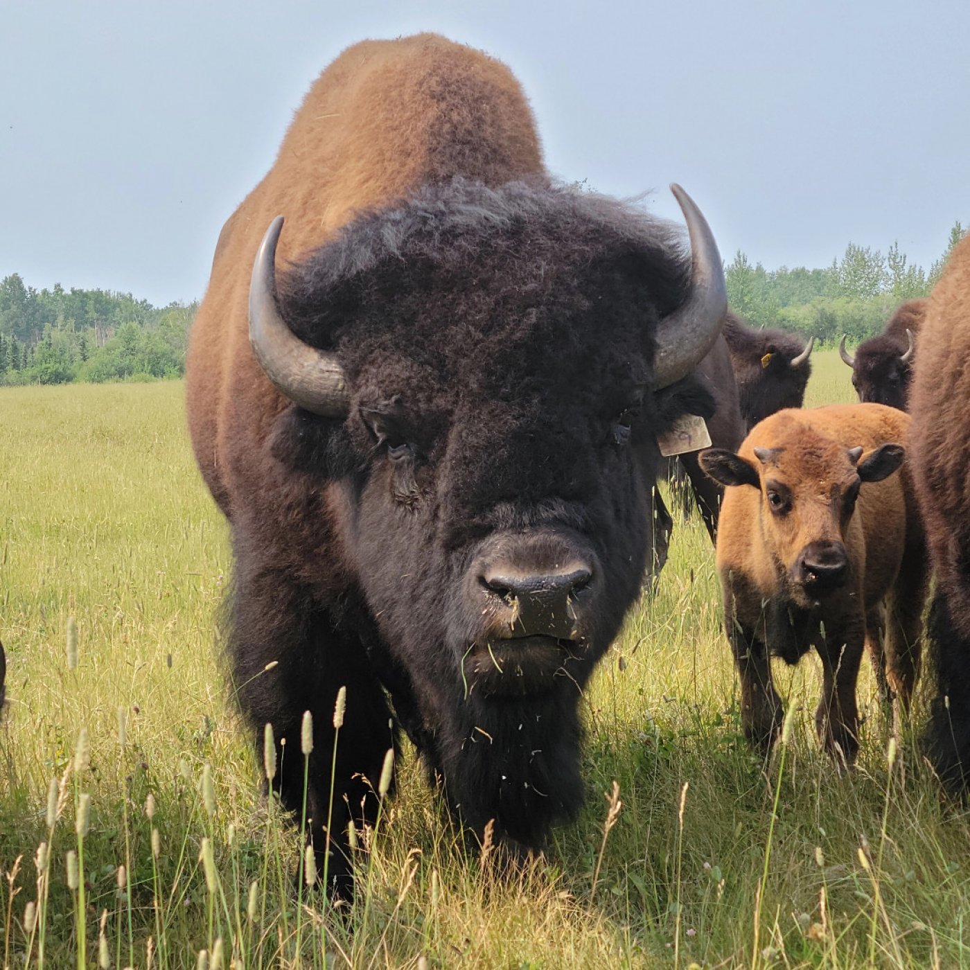 The Way of the Shaman Workshop - Intro to Shamanism