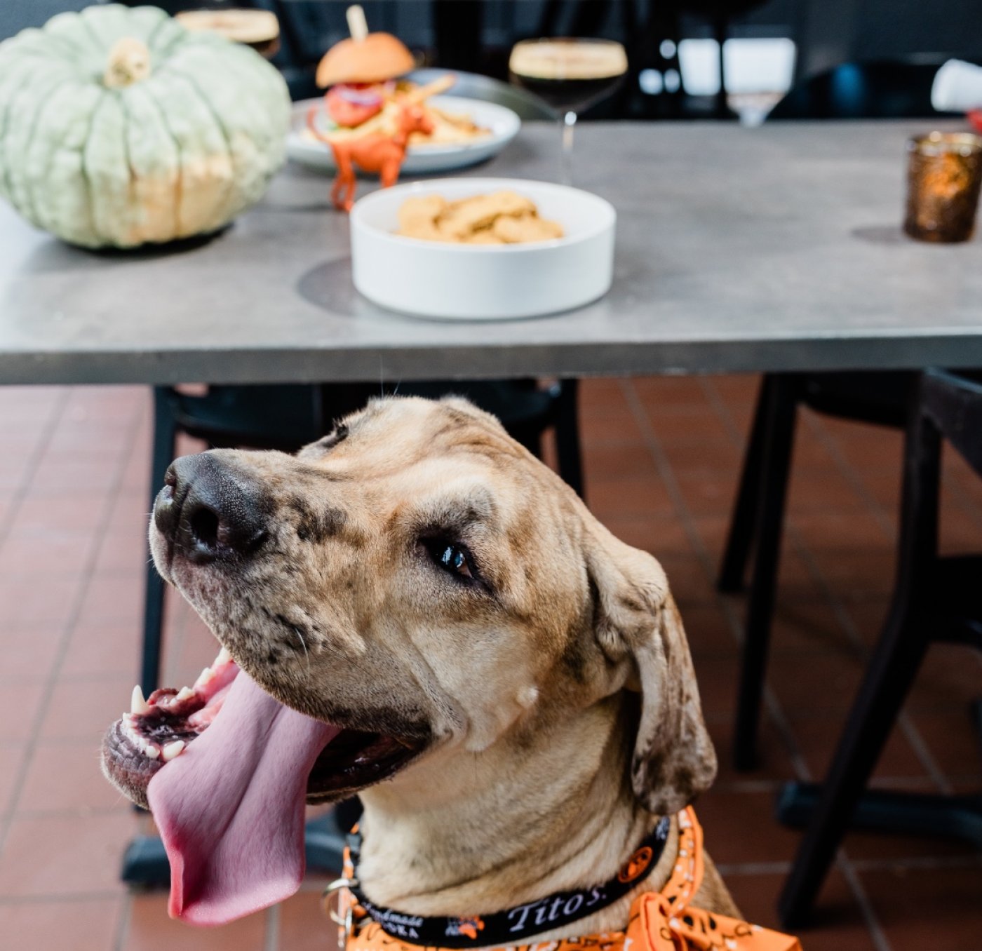 Haven Fundraising Yappy Hour x Florida Giant Dog Rescue