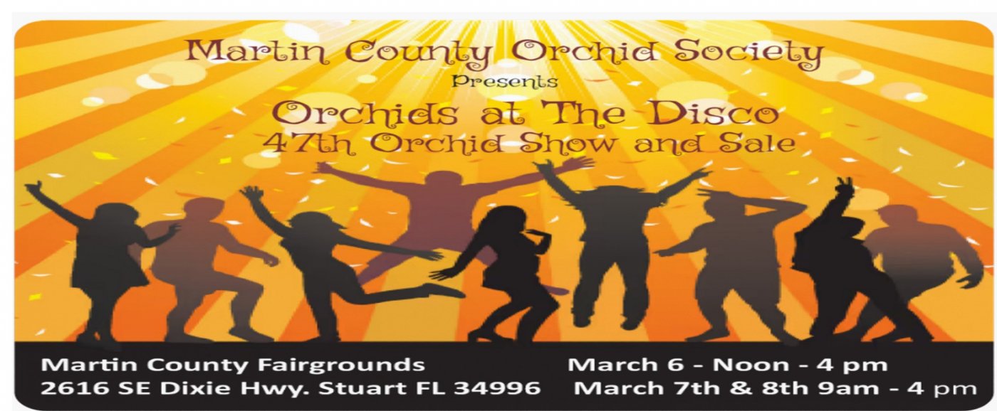 Orchids at the Disco