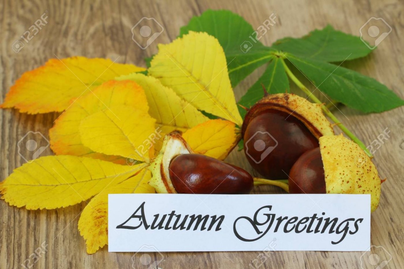 AUTUMNAL GREETINGS: SOUND BATH + GUIDED MEDITATION