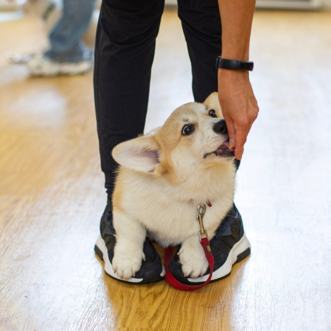 Puppy Training School SW1 Four-Week Course - Saturdays from 29th November 10am-11am