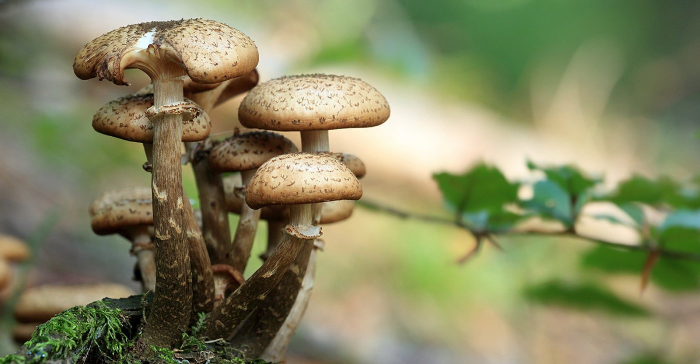 \ud83c\udf44 \u039c\u03b1\u03bd\u03b9\u03c4\u03b1\u03c1\u03bf\u03b5\u03be\u03cc\u03c1\u03bc\u03b7\u03c3\u03b7 \u03c3\u03c4\u03b7\u03bd \u0395\u03cd\u03b2\u03bf\u03b9\u03b1.