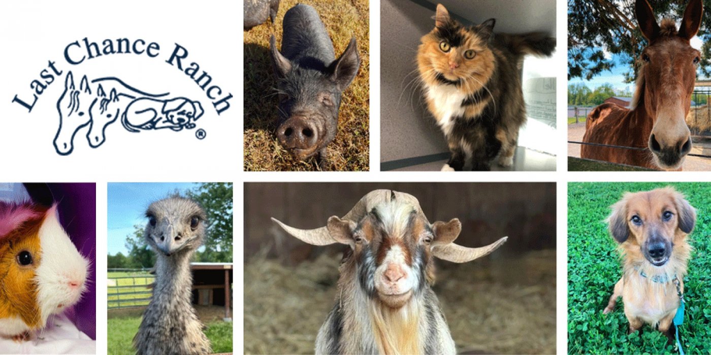 Lexus Doylestown Pet Photos with Santa \u2013 December 13, 11 AM\u20132 PM