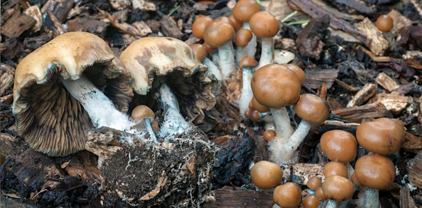 Psilocybe Mushrooms of California & The World w Mycologist Alan Rockefeller