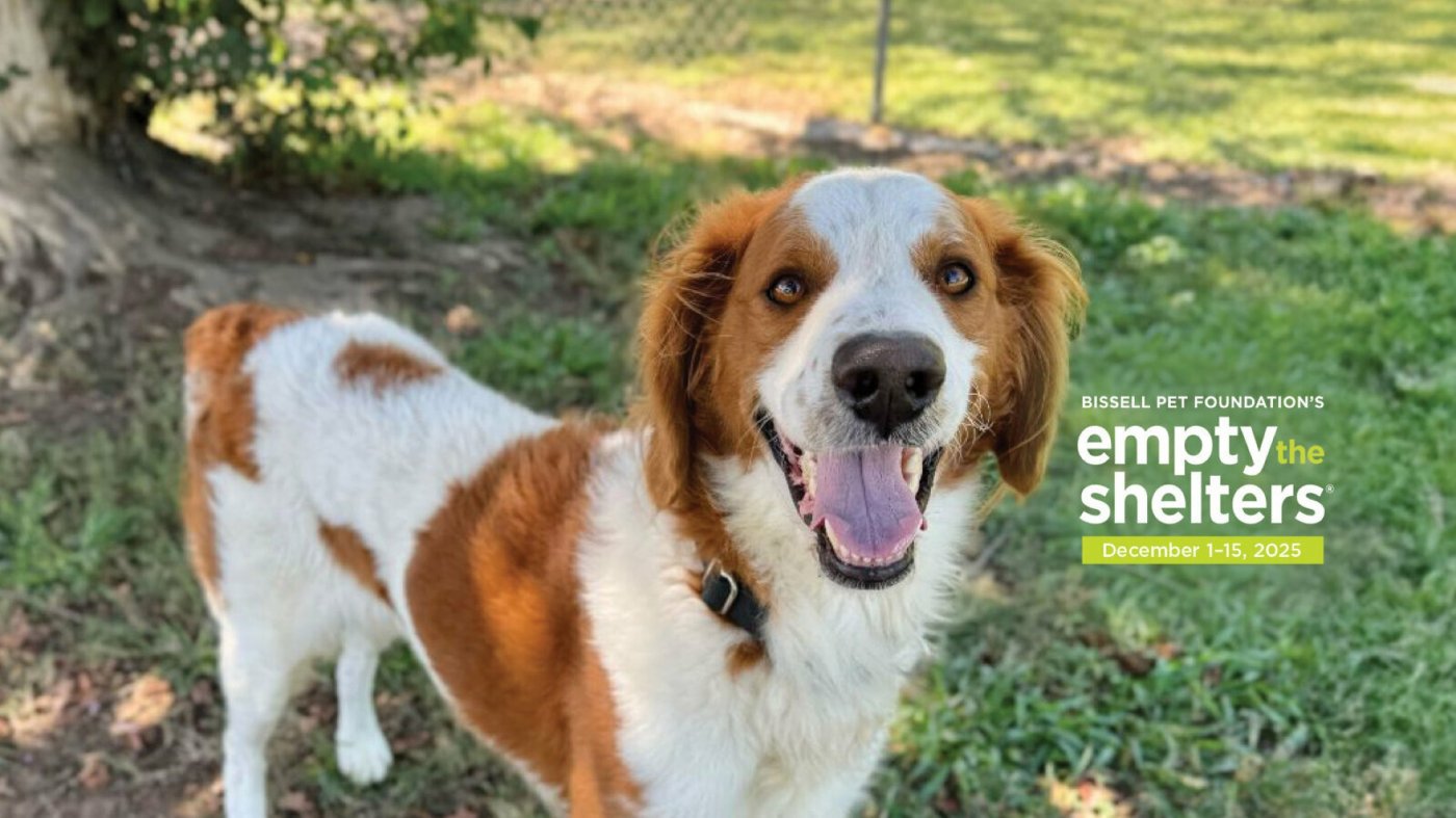 BISSELL Pet Foundation's Holiday Empty the Shelters