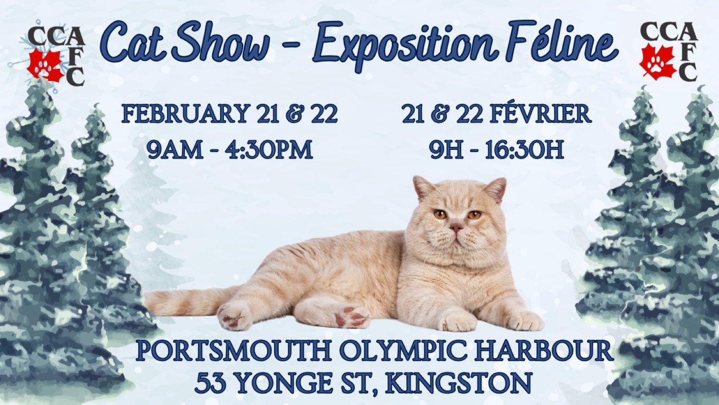 Kingston Cat Show