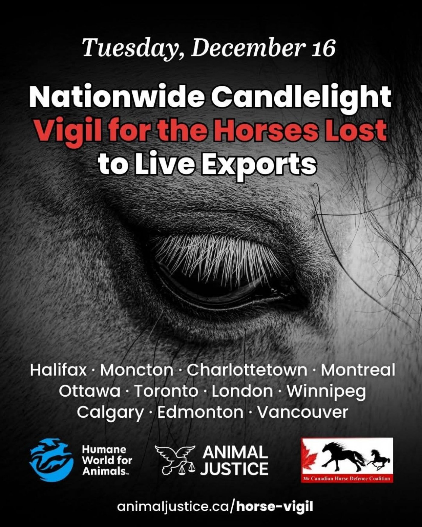 Candlelight Vigil for the Horses Lost to Live Exports