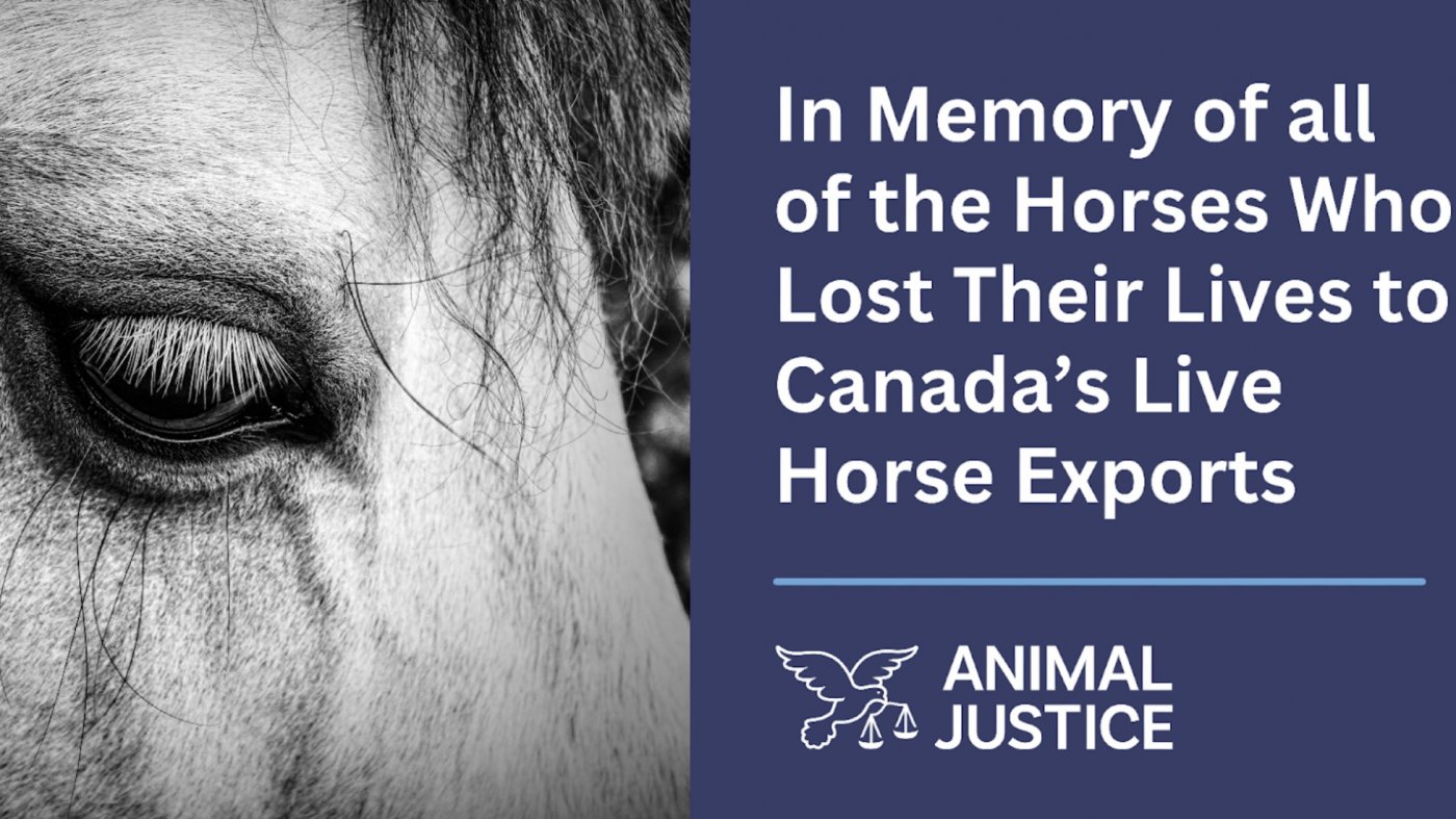 Candle Light Vigil for the Horses Lost to Live Exports
