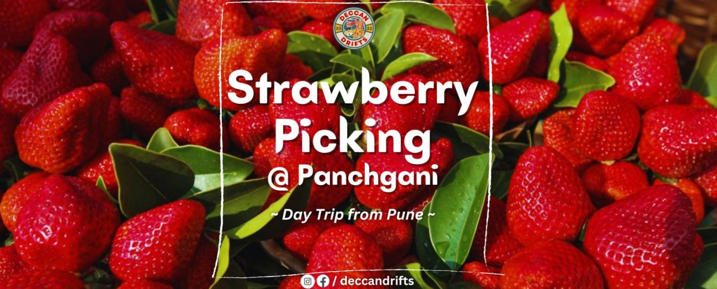 Strawberry Picking & Strawberry Wine Tasting @ Panchgani