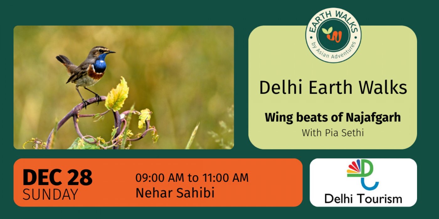 Wing beats of Najafgarh