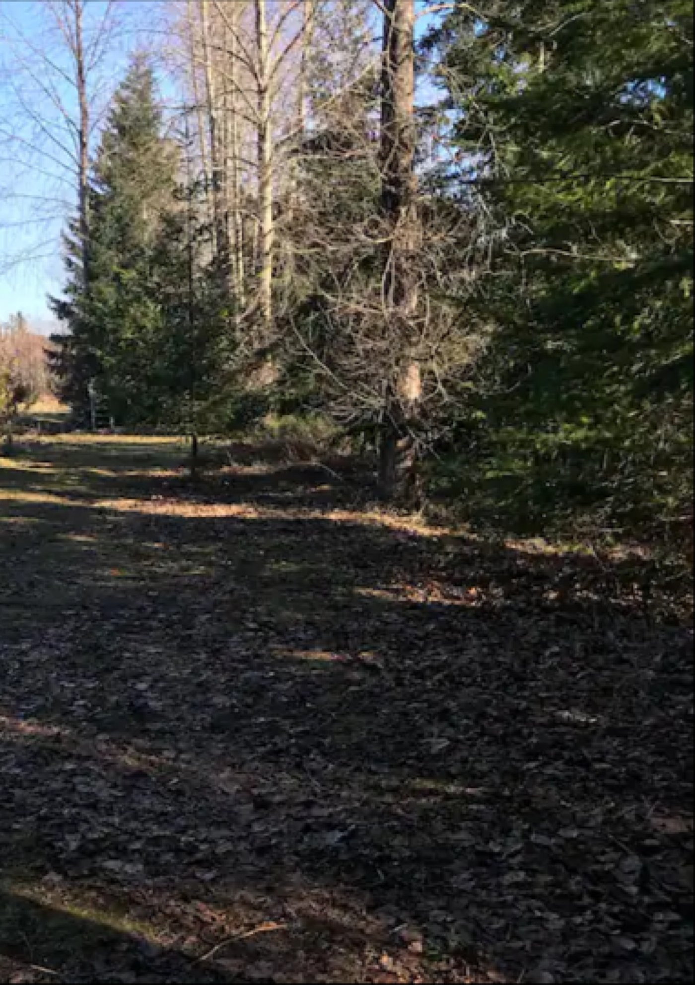 Christmas Tree Chipping and Bottle Drive
