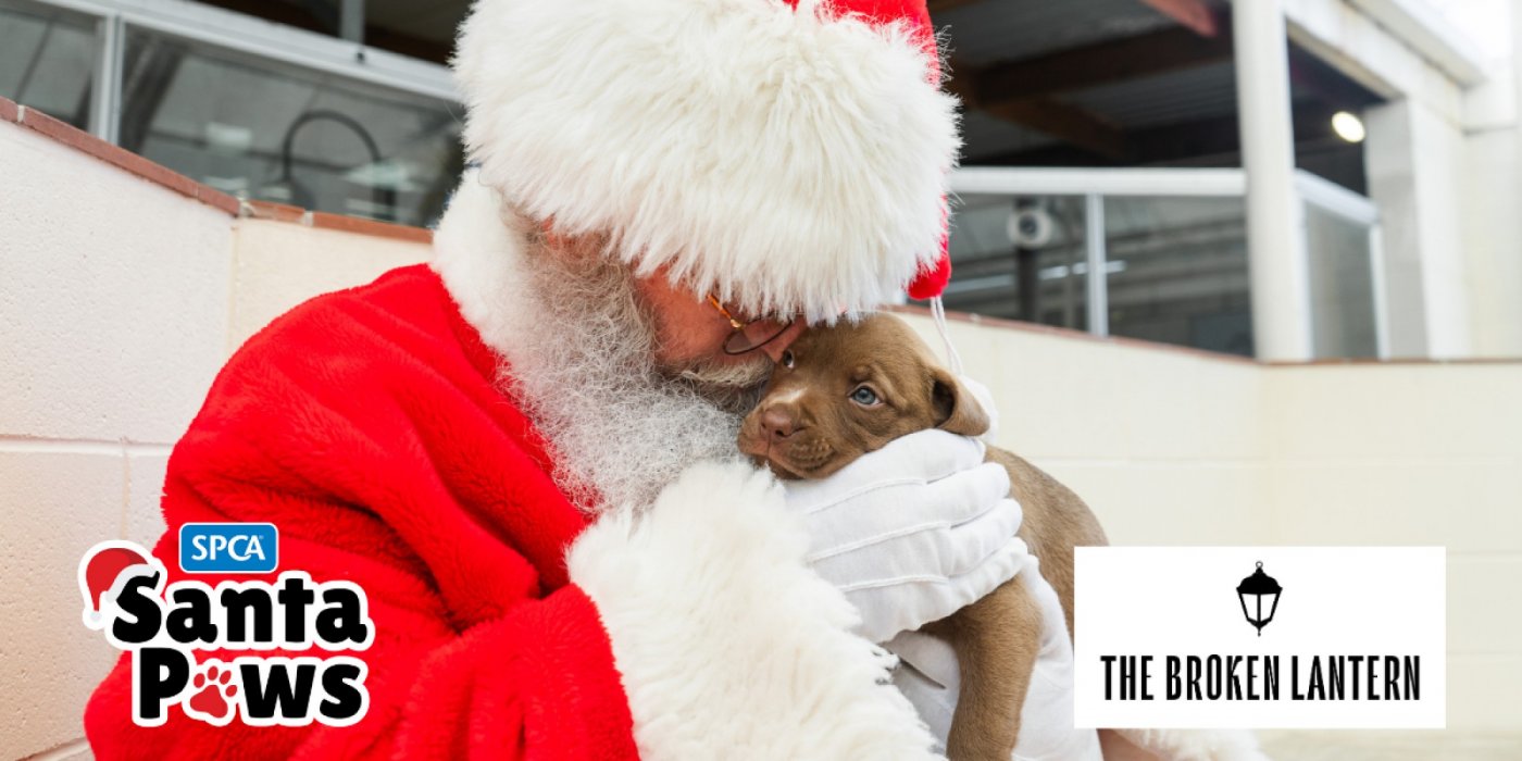 SPCA Santa Paws Ponsonby!