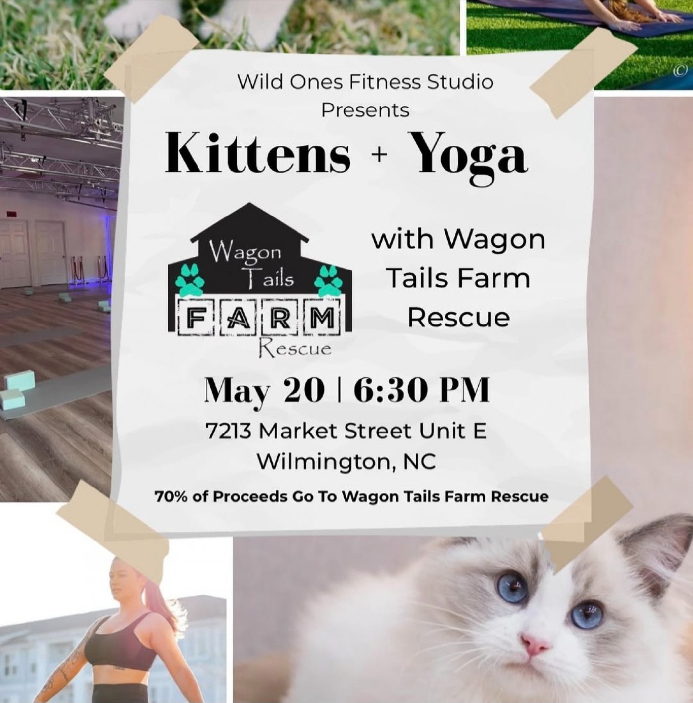 Kitten Yoga
